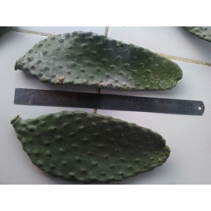 kaktus opuntia consolea 30cm