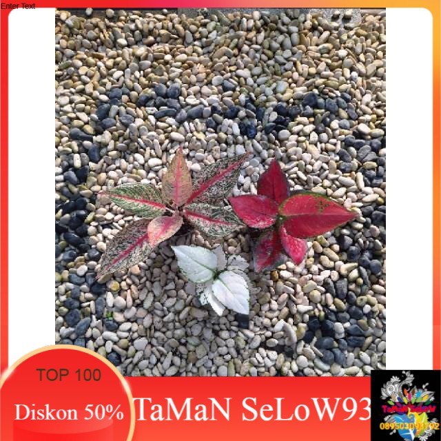 Aglonema Paket - 3 Pohon -  BUNGA AGLONEMA MURAH MERIAH PROMO HIASAN TAMAN