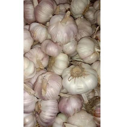 

デ Bawang Putih Sico 1kg ⇹