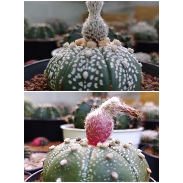Biji Astrophytum Super Kabuto Biji Astro Biji Kaktus Tanaman Hias