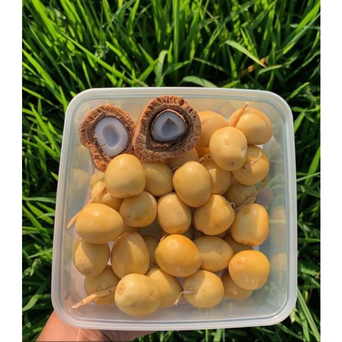 

Kurma muda Fresh/Promil Alami