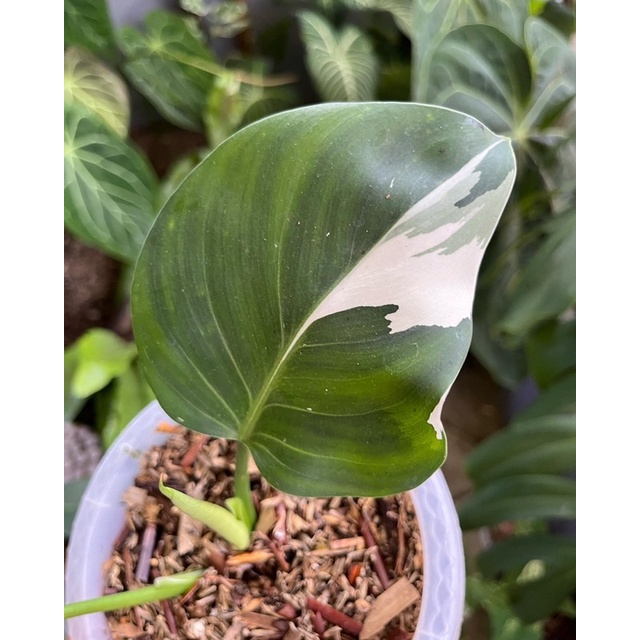 Philodendron White Wizard