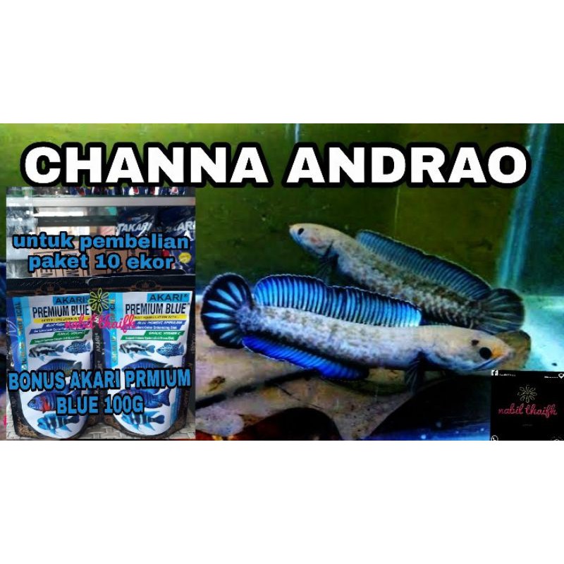 CHANNA ANDRAO SIZE 3cm-+ PARTAIAN PER 10 BONUS AKARI PREMIUM 100G FREE PACKING STEROFOAM+DUS