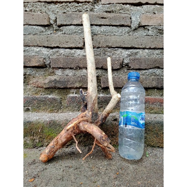 bahan bonsai wahong fress dongkel / bahan bonsai wahong subur / bonsai wahong