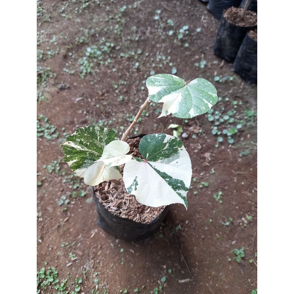 Bahan Bonsai Waru Varigata