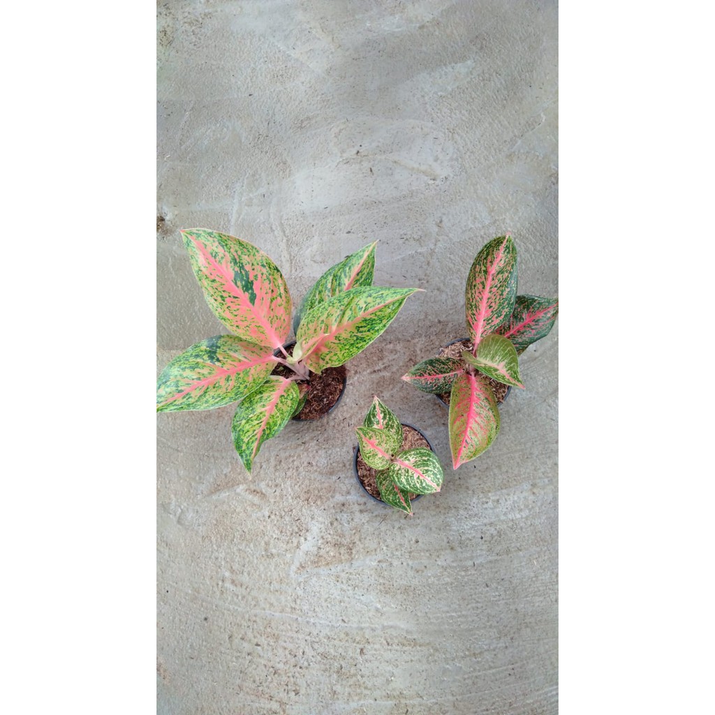 Paket Bunga Aglonema Widuri, Tiara, Stripstis