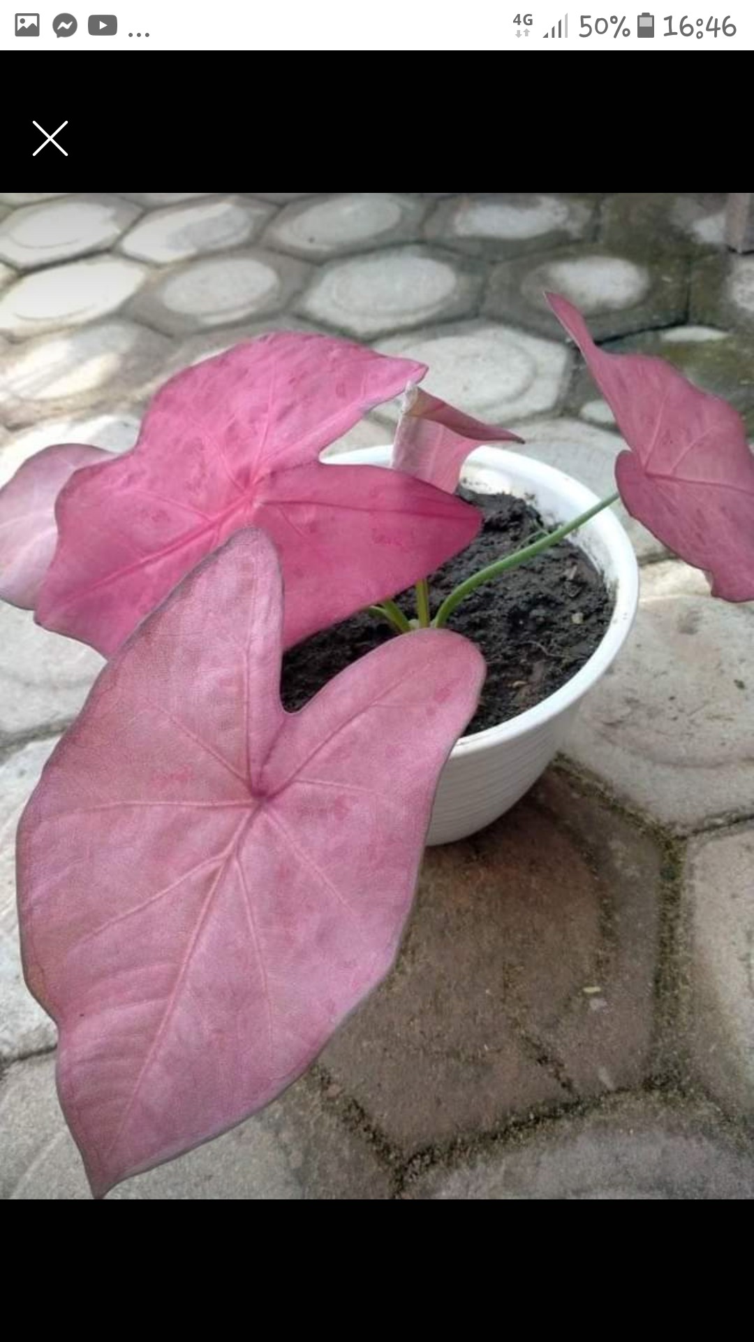 Cp Roma Jk Couple Romania Couple Roma Cp Romania Couple Kondangan Batik Prada Batik Couple Pesta