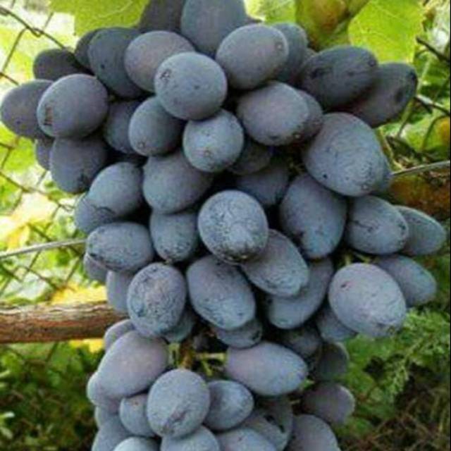 BIBIT ANGGUR IMPORT JUPITER SEEDLESS  TANPA BIJI