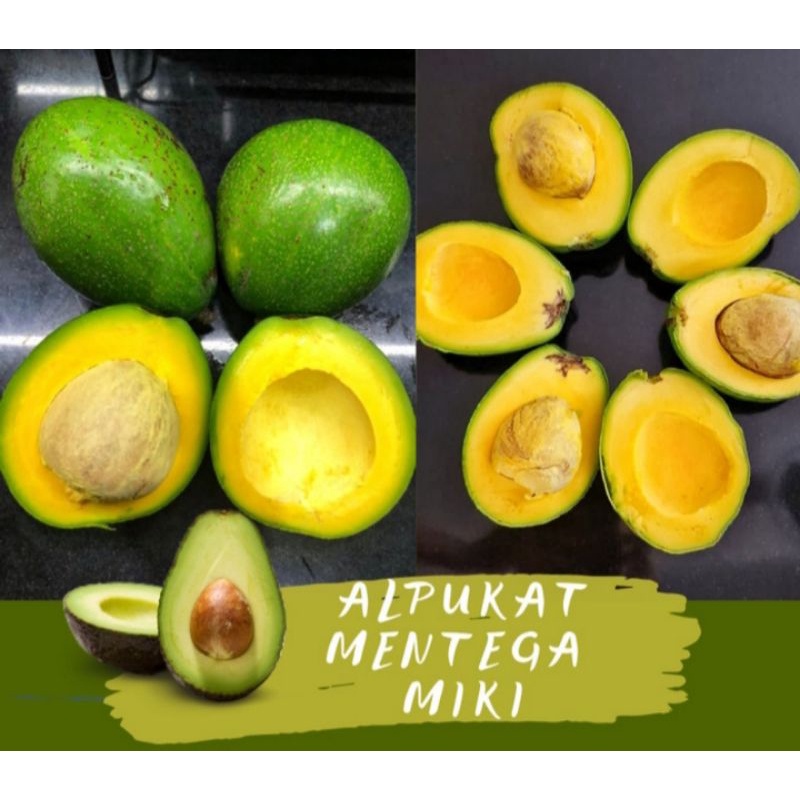 

Buah Alpukat MIKI JUMBO KENDIL mentega Super 1 kilogram kuning a
