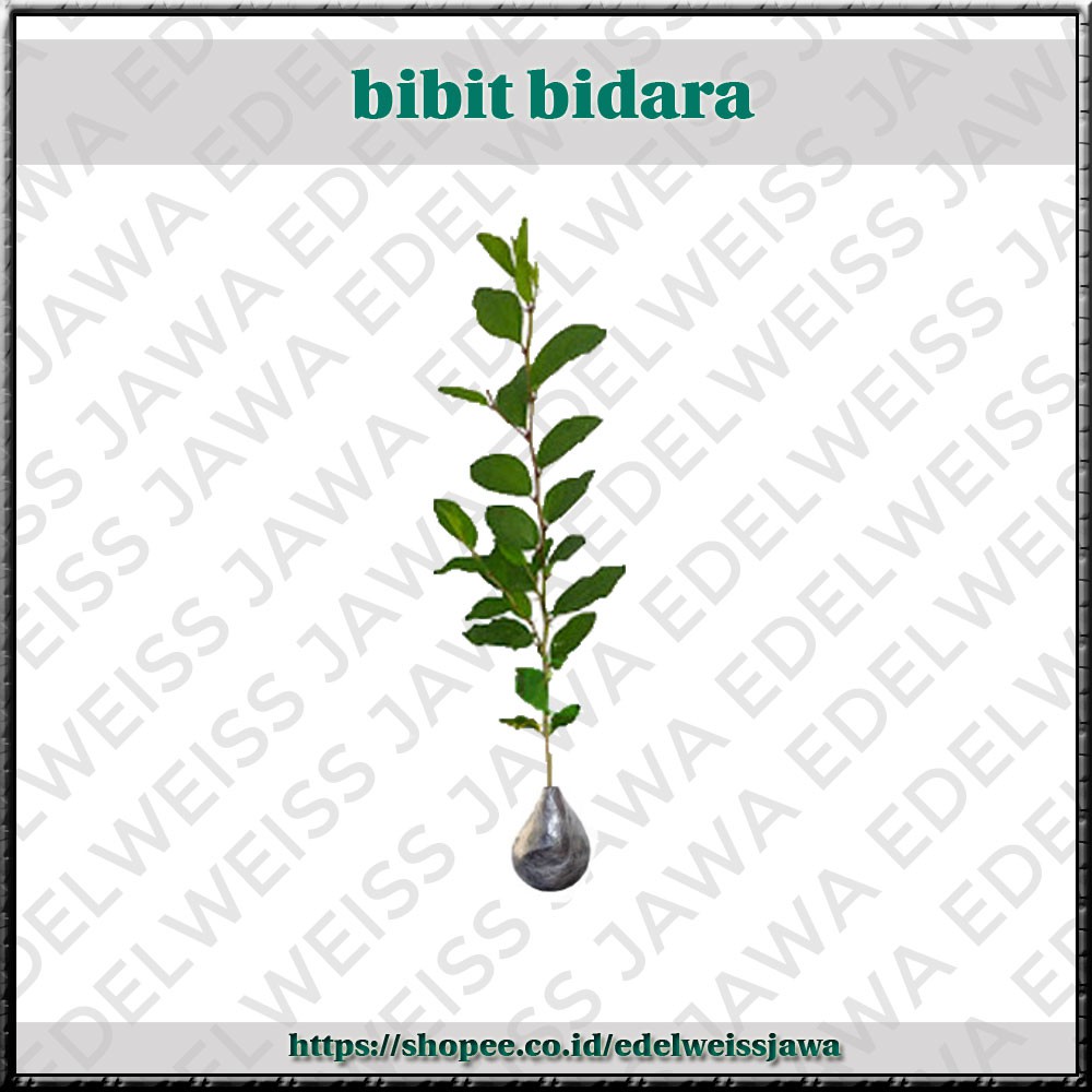 Bibit Pohon Bidara