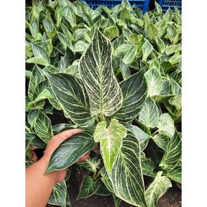 PHILODENDRON BIRKIN TANAMAN PILOW BIRKIN MURAH TANAMAN BERKUALITAS BUNGA HIAS