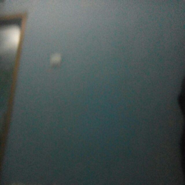 Benih/bibit Sawi Emone 26 F1