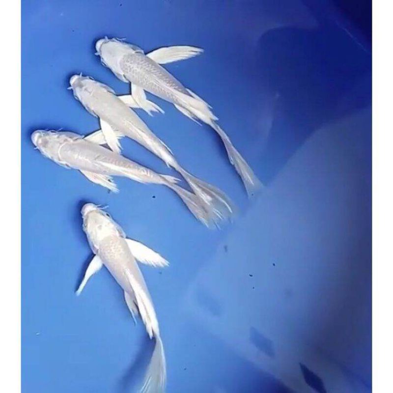 kumpay platinum size 12-14cm