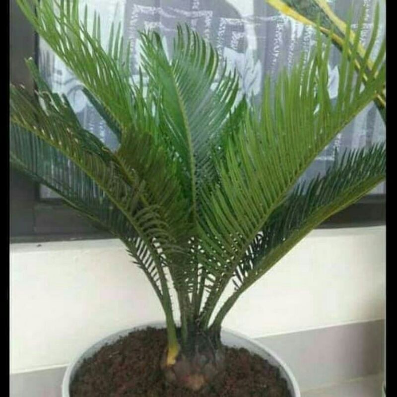 PROMO // Tanaman hias pakis sikas-Tanaman hias-palm sikas-PROMO Sikas-Tanaman hias sikas murah promo