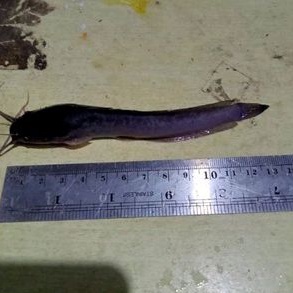 Paket Bibit Ikan Lele ukuran 11-12 isi 50 ekor