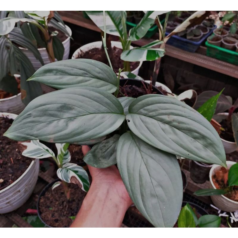 scindapsus silver sp borneo