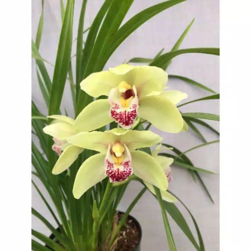 Bibit ANGGREK HIBRID / ANGGREK CYMBIDIUM SIAP BERBUNGA