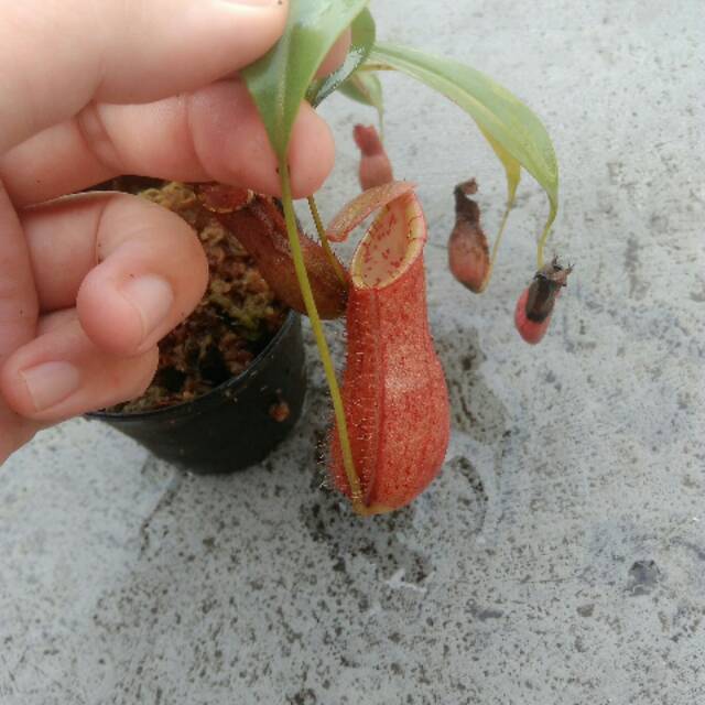 Nepenthes Tiger x Northiana