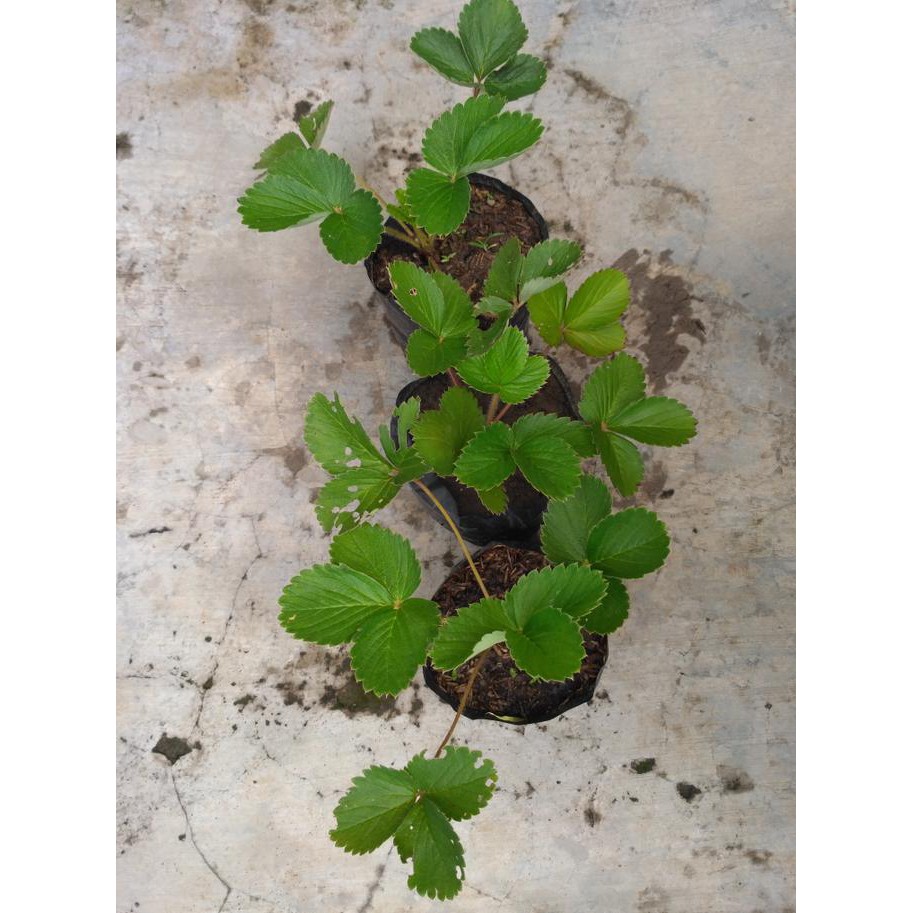 k0d bibit tanaman buah strowberi