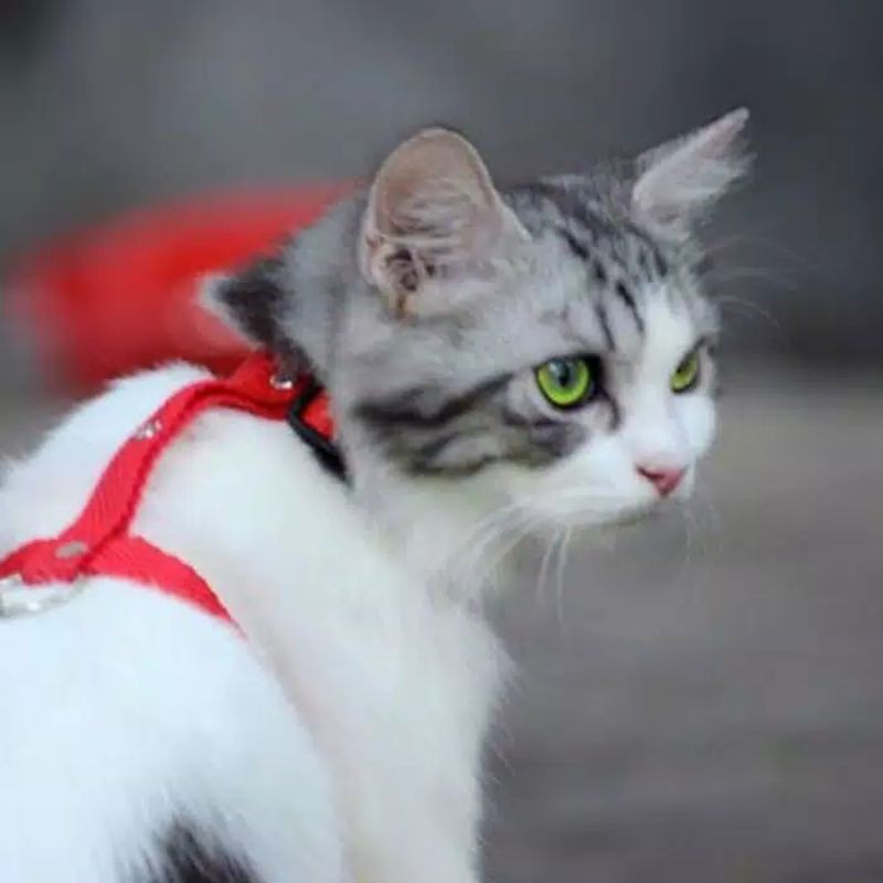 Tali hernes harness polos model H pengait tebal utk kucing ,musang,kelinci,anjing kecil grosir ecer