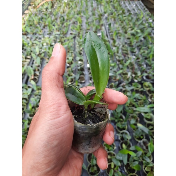 Seedling Cattleya Hybrid/Bibit Anggrek Cattleya/Anggrek Cattleya Murah/Grosir Anggrek Cattleya