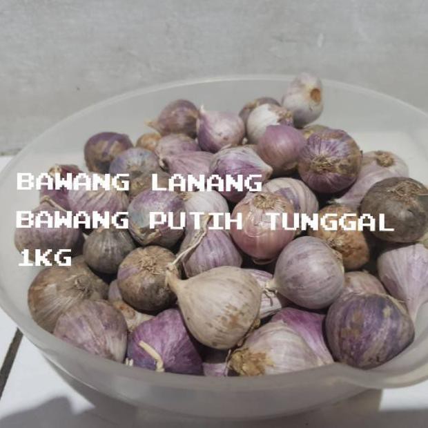 

Bawang Putih Tunggal /Bawang Lanang 1Kg Herbal Alami