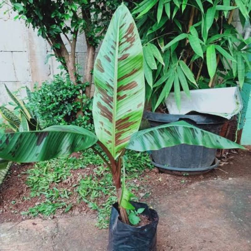 Bibit Pisang Hutan Varigata Merah Banana Blood