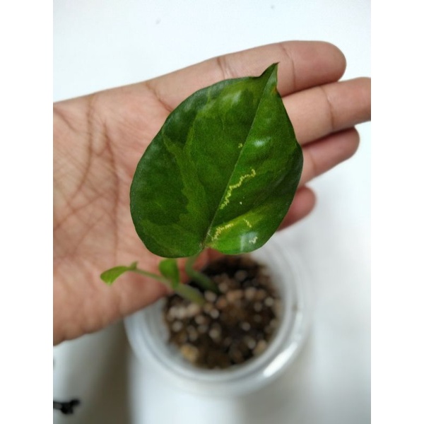 sirih njoy kuning njoy yellow njoy emerald