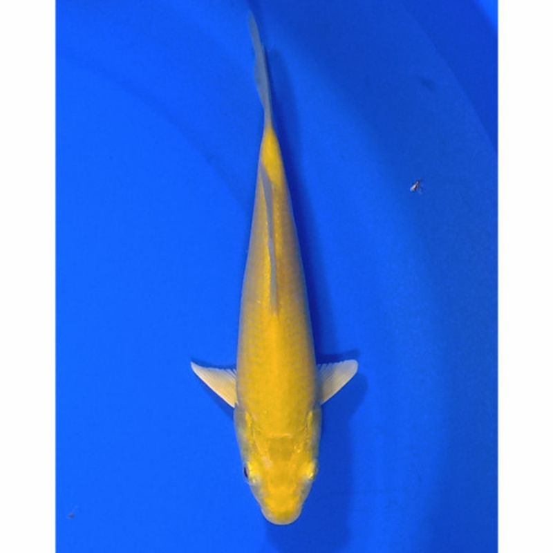 ikan koi karasi size 29-33cm