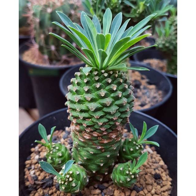 Tanaman Euphorbia Sotetsu Kirin
