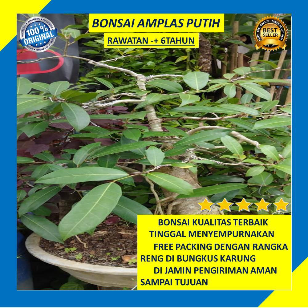 Bonsai Amplas Putih Dan Hitam  Ficus Ampelas Tanaman Hias