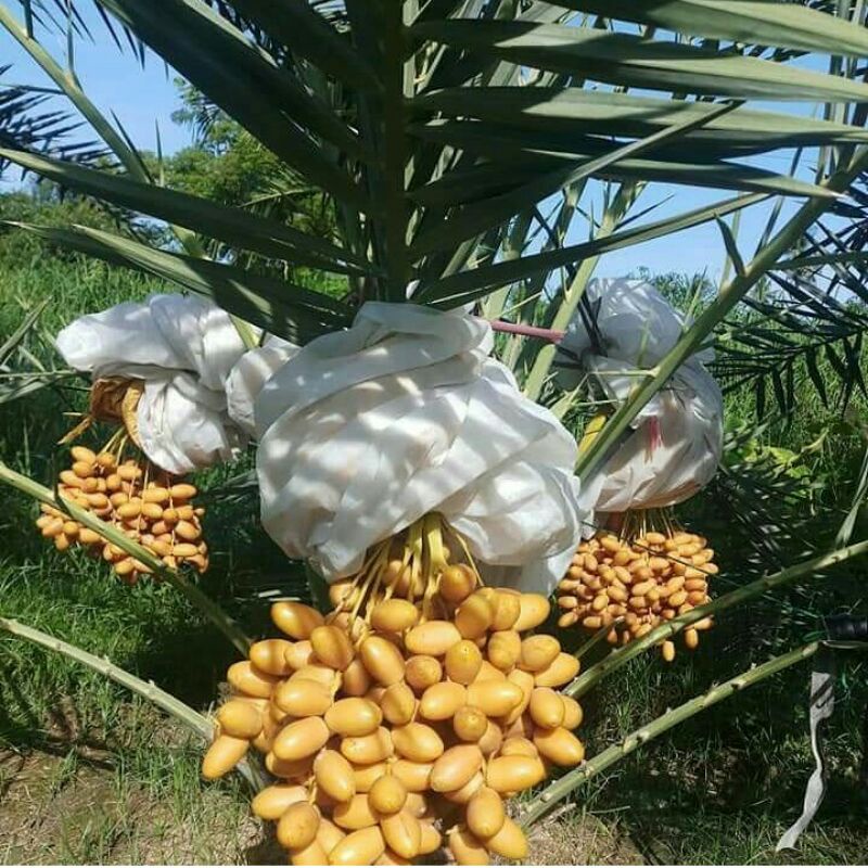 Bibit Pohon Kurma Tropis Kl 1 Asli