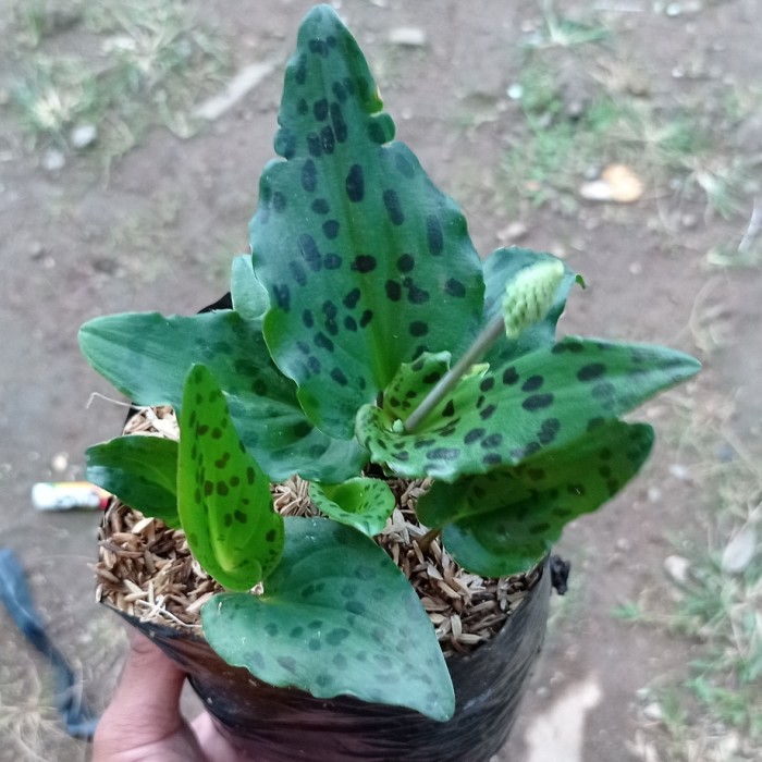 tanaman hias keladi tikus tanaman herbal keladi tikus