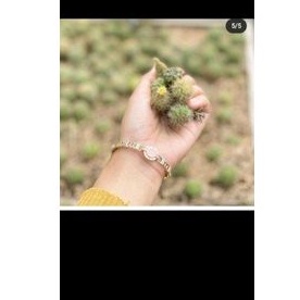 Baby Kaktus Sukulen 4Ribu 6pcs