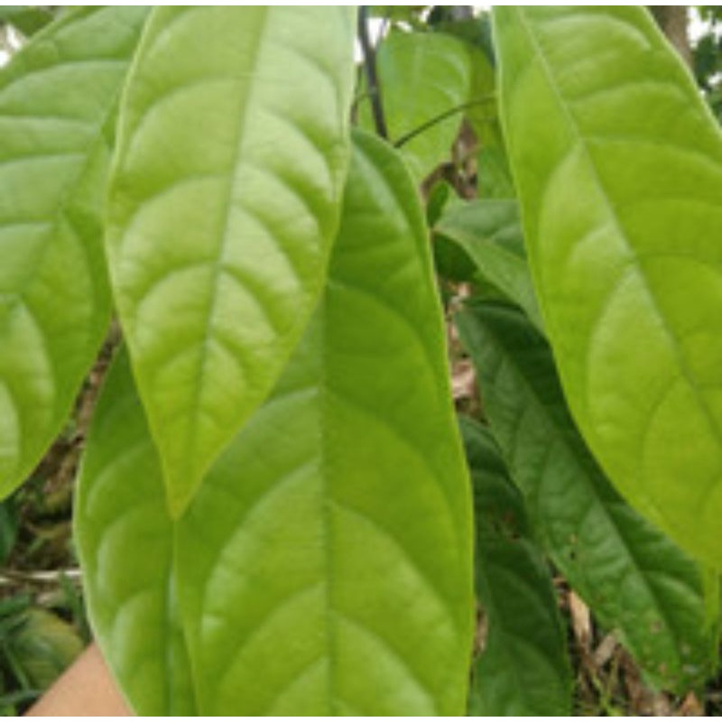 

Daun Antab - untuk obat herbal daun dipetik dasakan