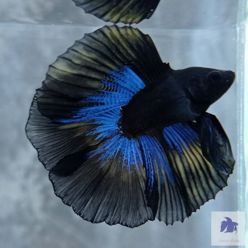 HMDT Black Blue Light Jr. Cupang Betta