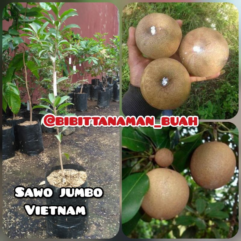 Bibit sawo jumbo vietnam / Tanaman sawo jumbo vietnam / Sawo jumbo vietnam