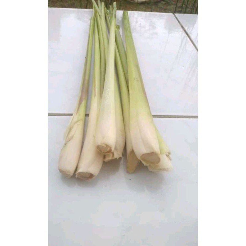 

sereh dapur bumbu