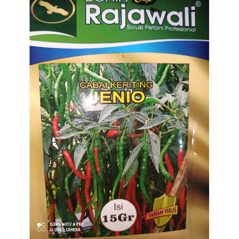 BENIH CABE KRITING JENIO DARI RAJAWALI SEED KEMASAN 15gr