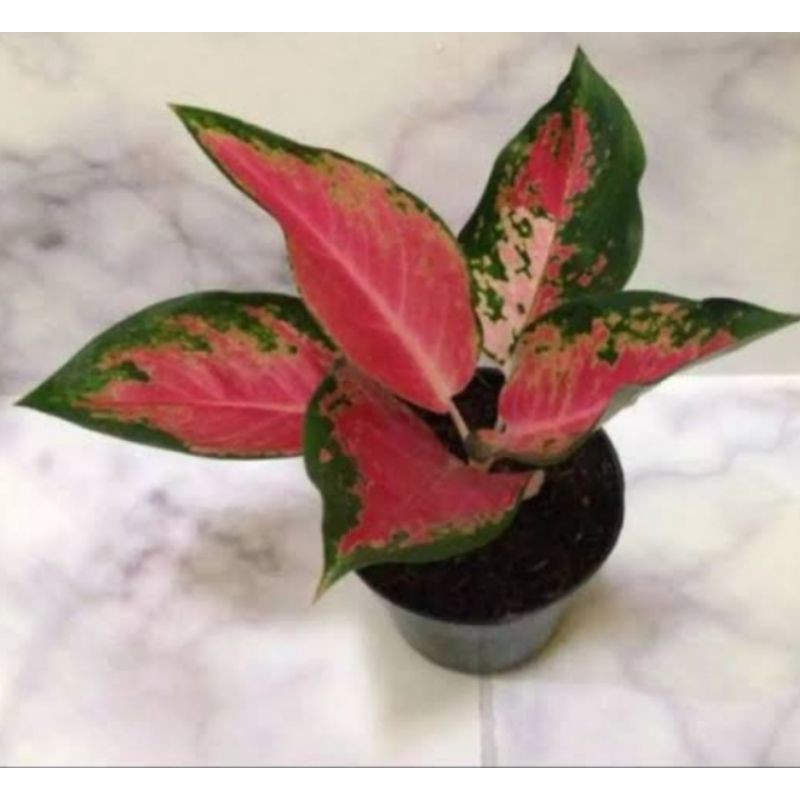 tanaman hias aglaonema RED KOCHIN murah