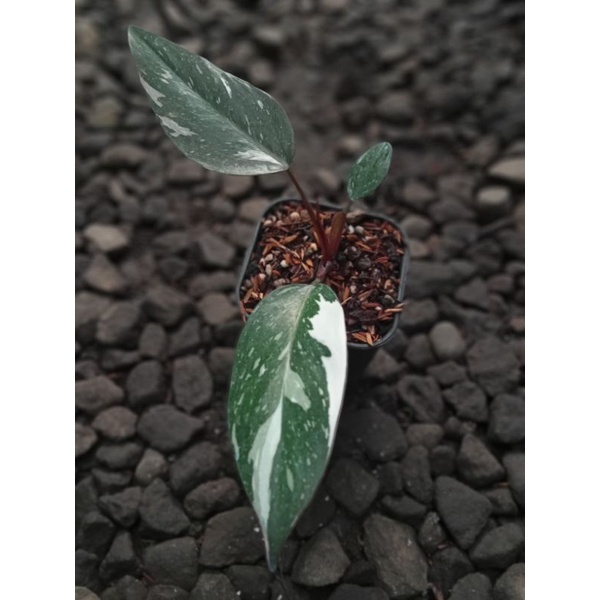 Philodendron Anderson