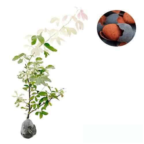 Bibit tanaman buah asam kranji