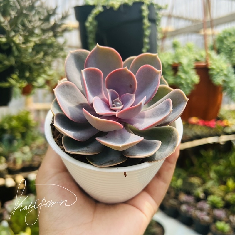 Perle Von Nurnberg Dewasa - free pot tawon, tanah &amp; batu hias