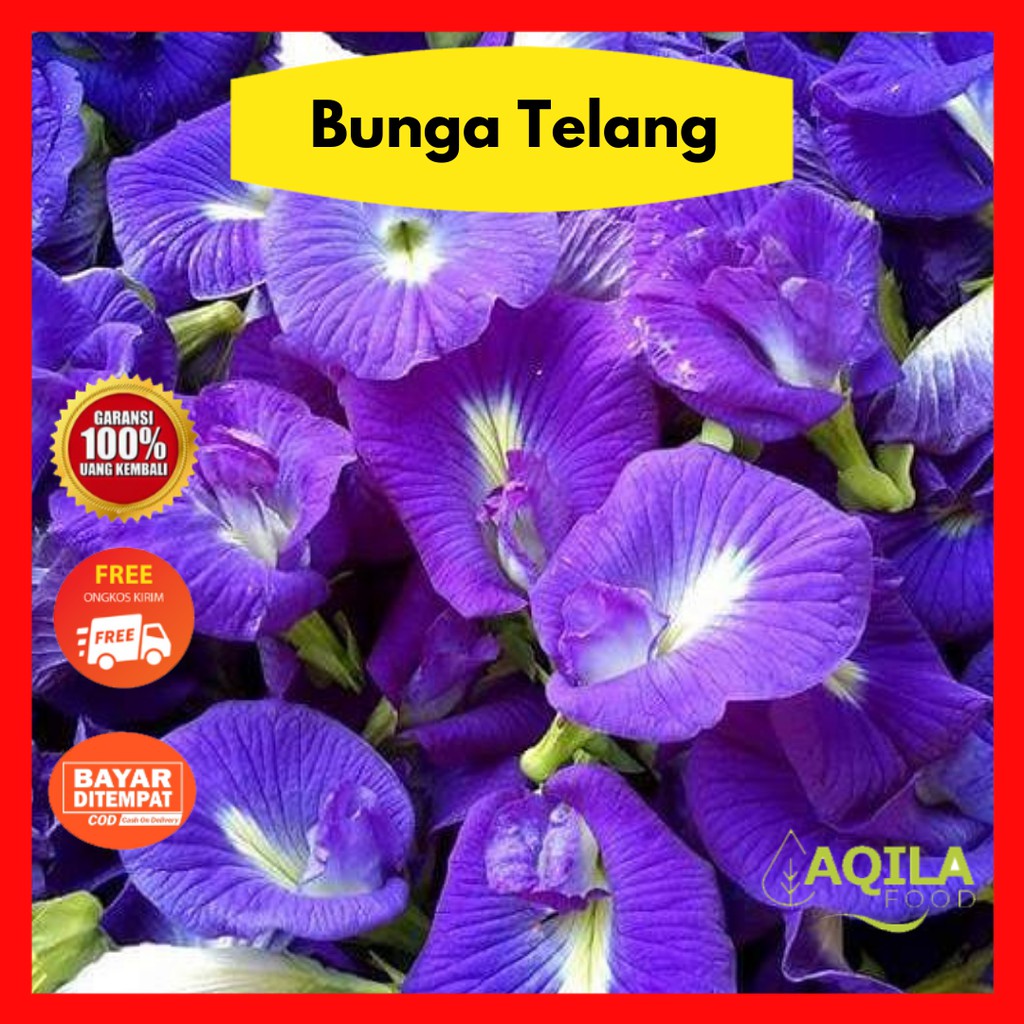 

Bunga Telang Kering