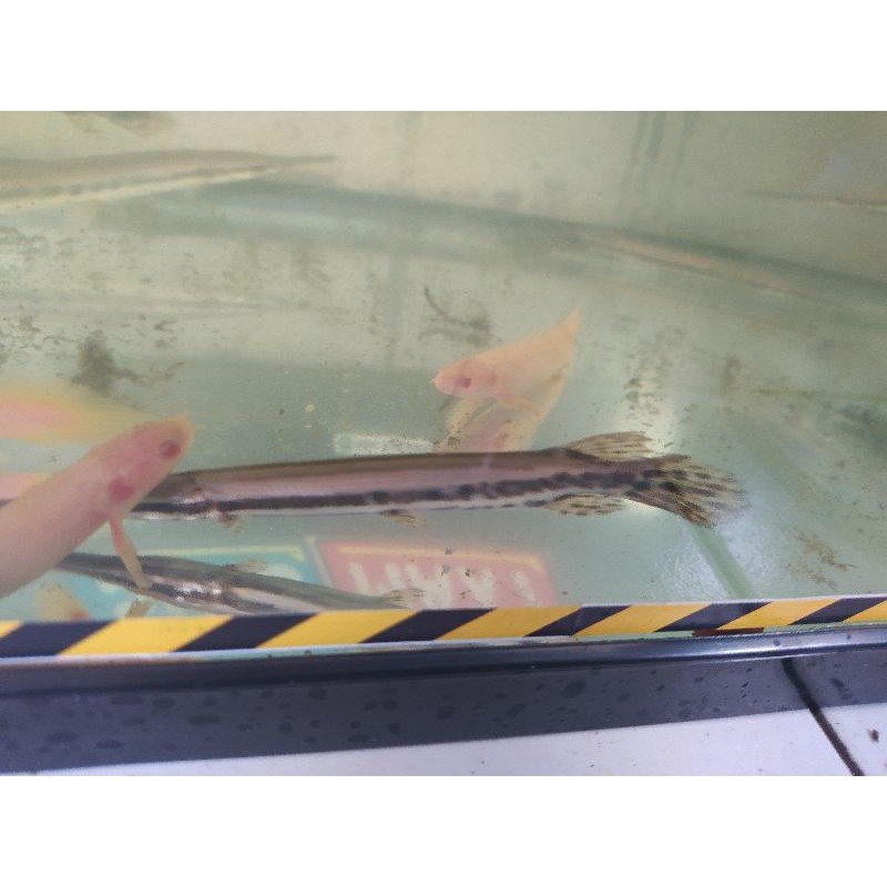 

PALMAZ ALBINO IKAN NAGA 10 CM KE ATAS DELHEZI HENICHERY SENEGAL HANDYCERY
