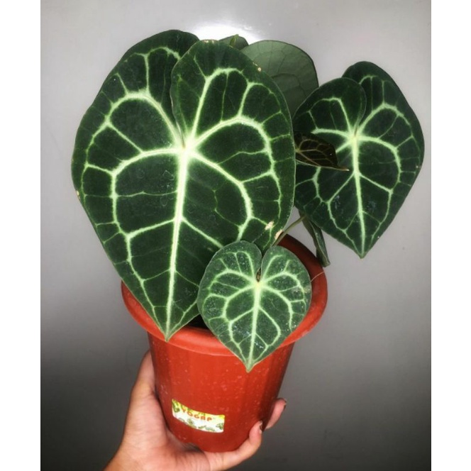 new beby clarinervium pagoda