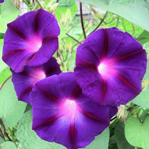 Benih Bibit Biji - Bunga Morning Glory Grandpa Ott's Flower Seeds - IMPORT