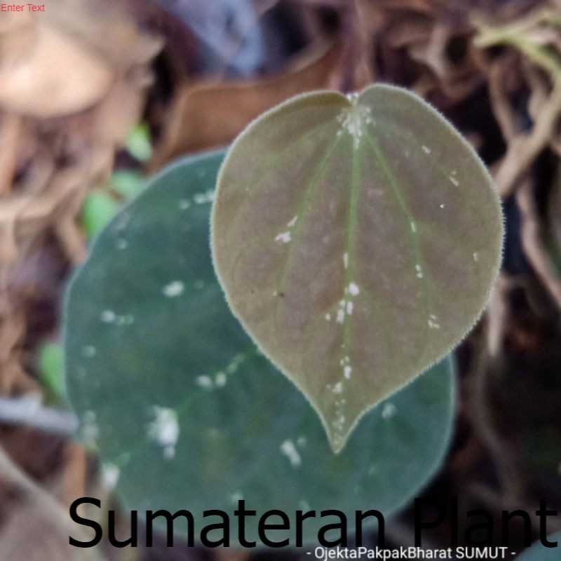 Tanaman Unik Anthurium Betel Sirih Keraton Anthurium Sirih Merambat Gantung indoor outdoor ; Jual Beli Tanaman Sumatera