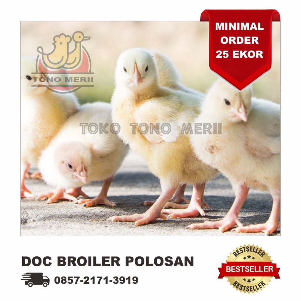 DOC Anak Ayam Broiler / Ayam Pedaging / Ayam Potong - Polosan - Isi 25 Ekor