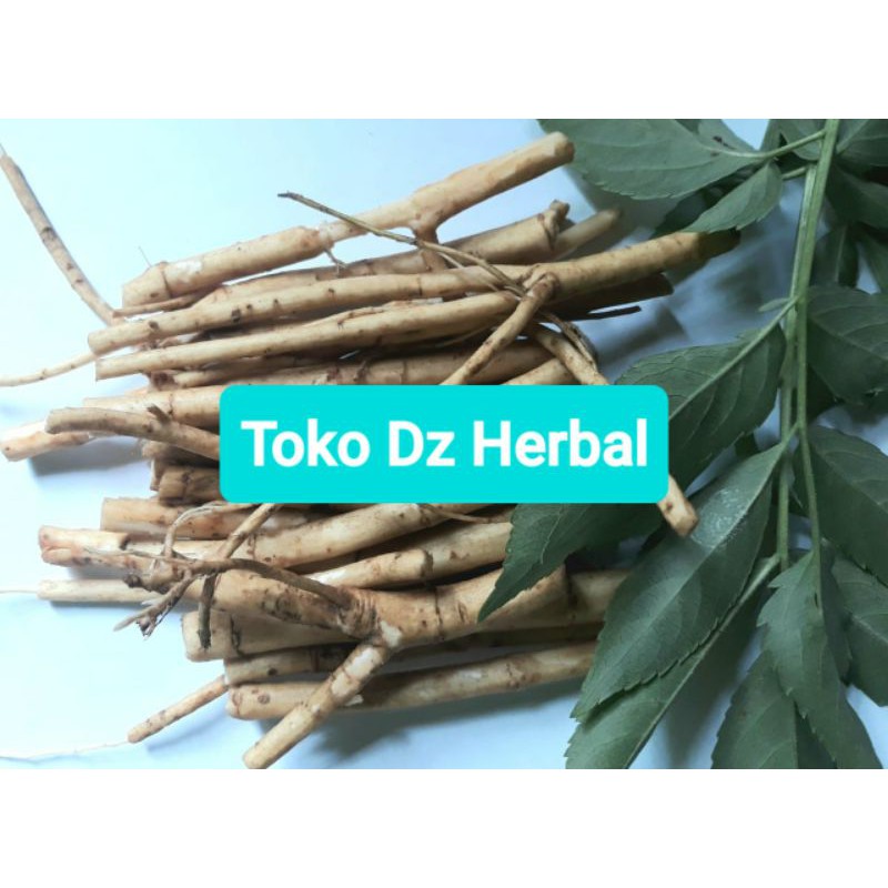 

Akar sangitan segar atau akar sambucus javanica 250 gram-az